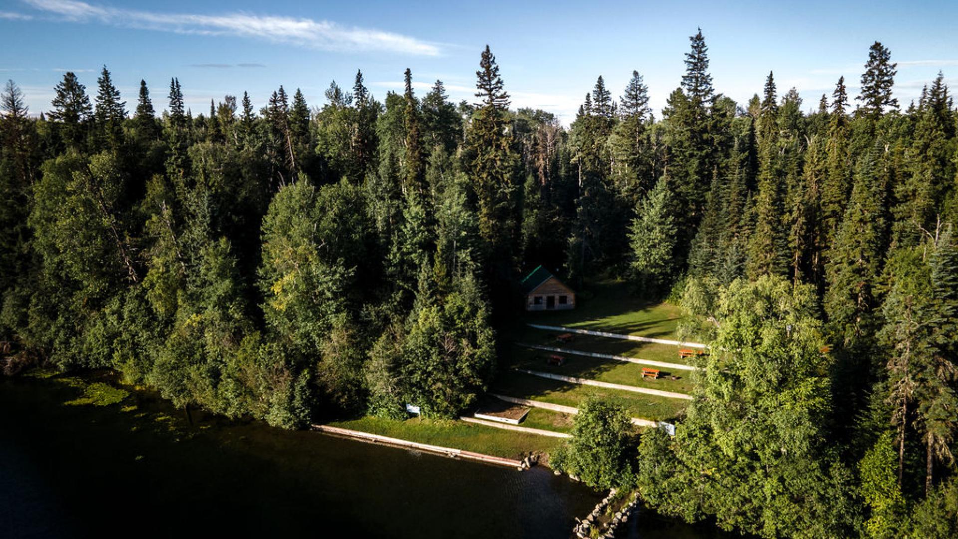 grassy area on a lake surrounded by evergreen trees