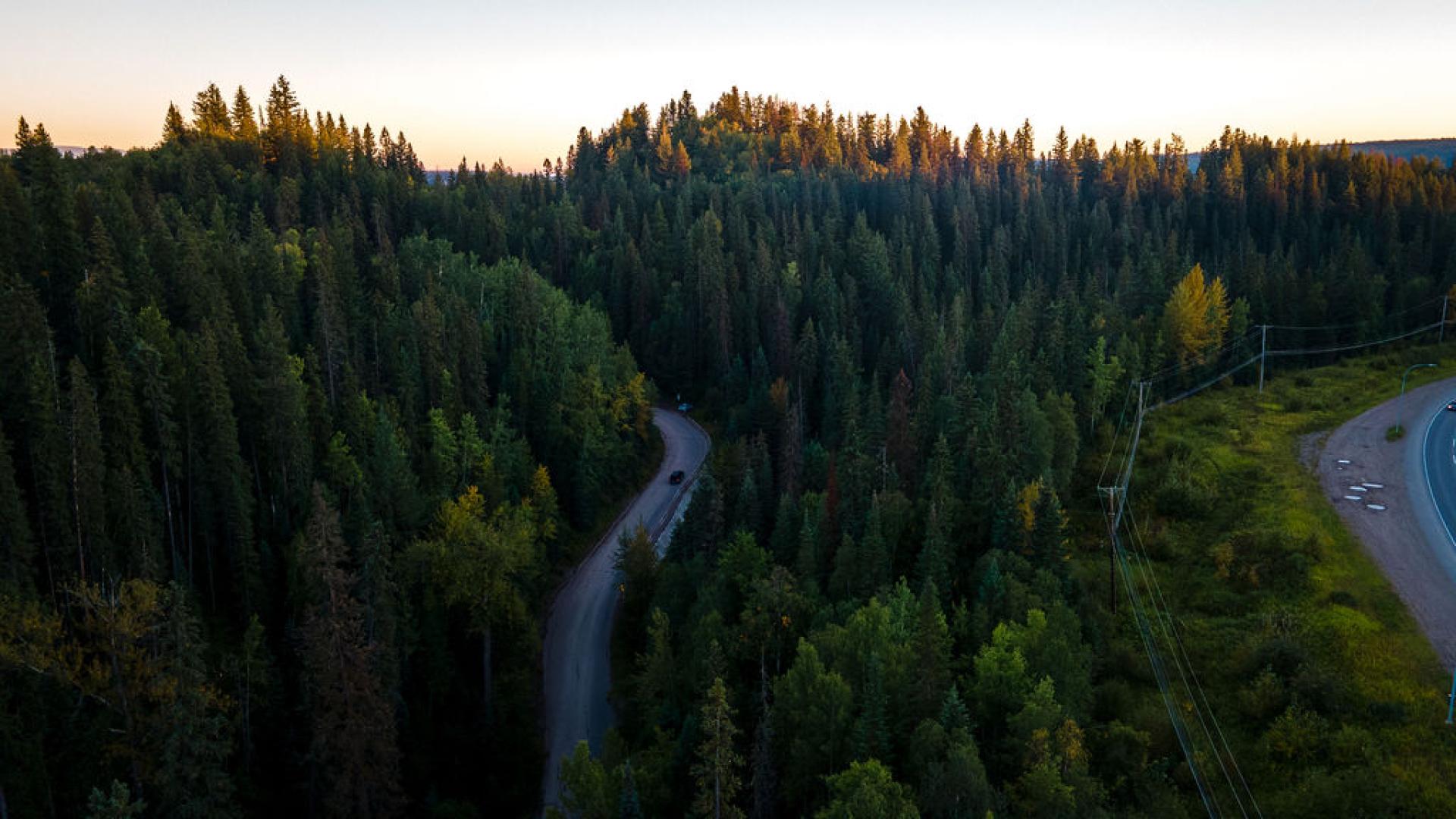 winding road through evergreen trees
