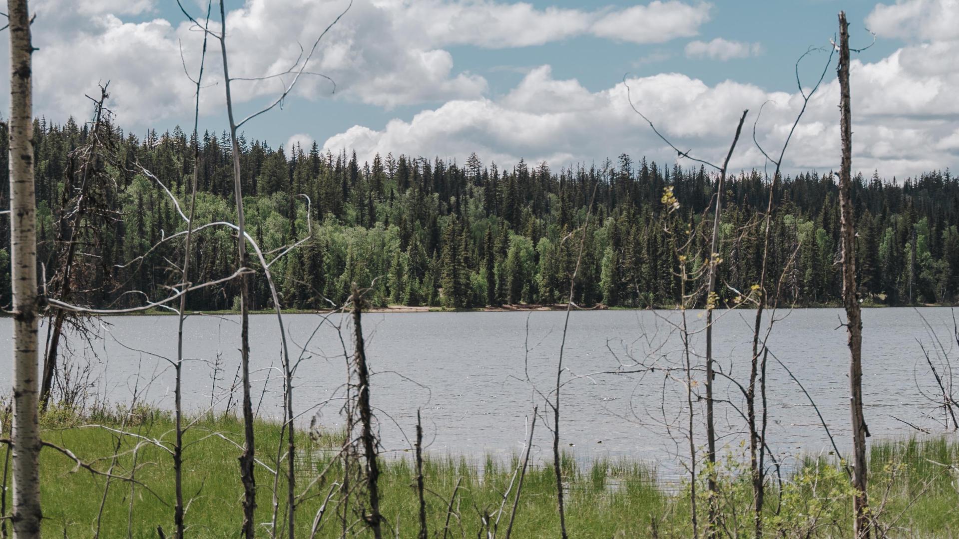 a small lake surrounded by tall grass and dead trees