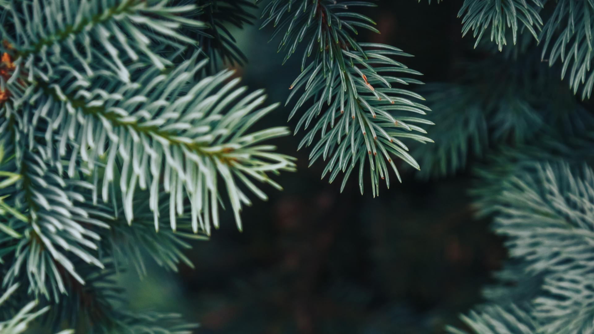 Close up of an evergreen tree branch