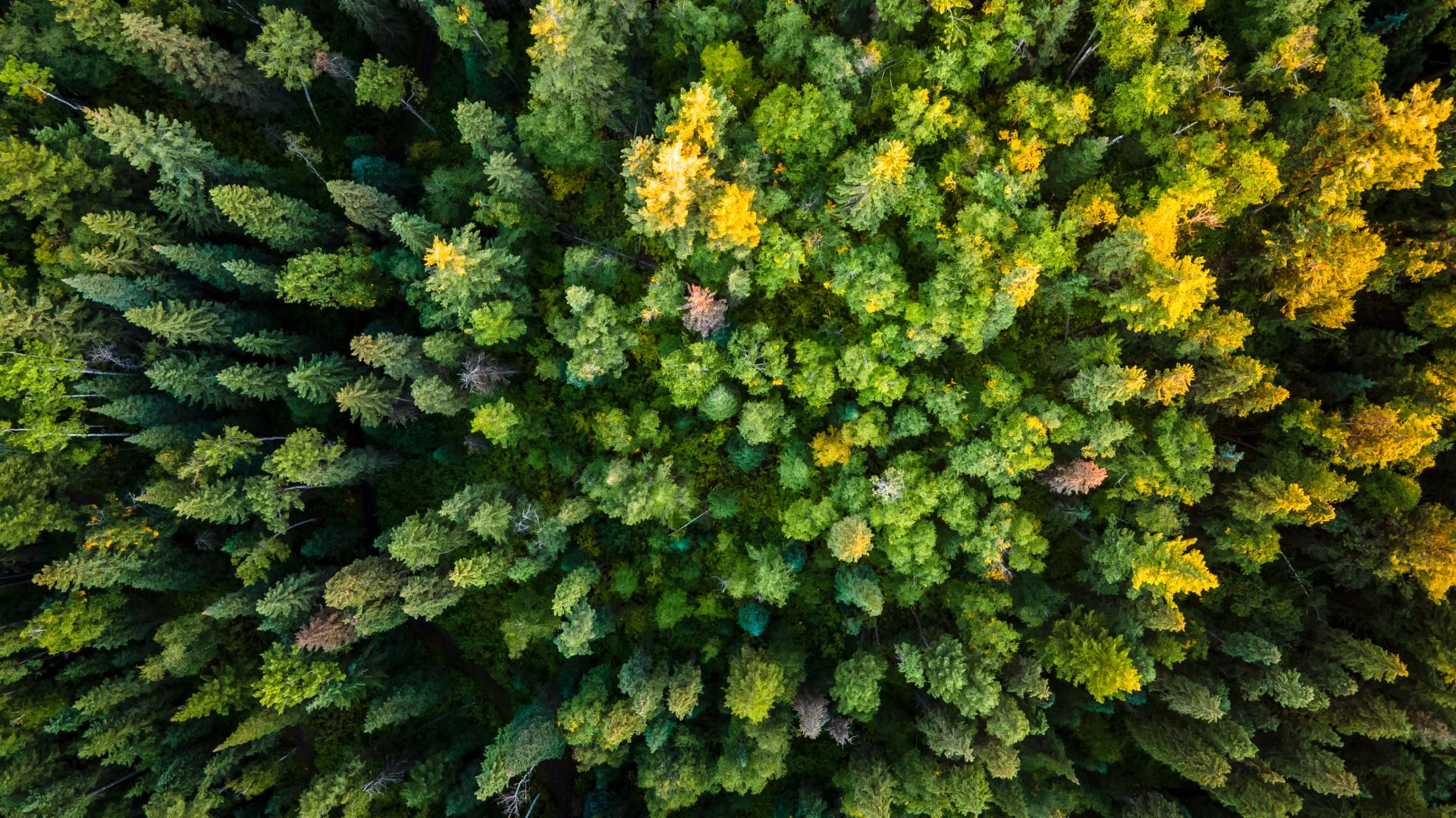 aerial view of trees