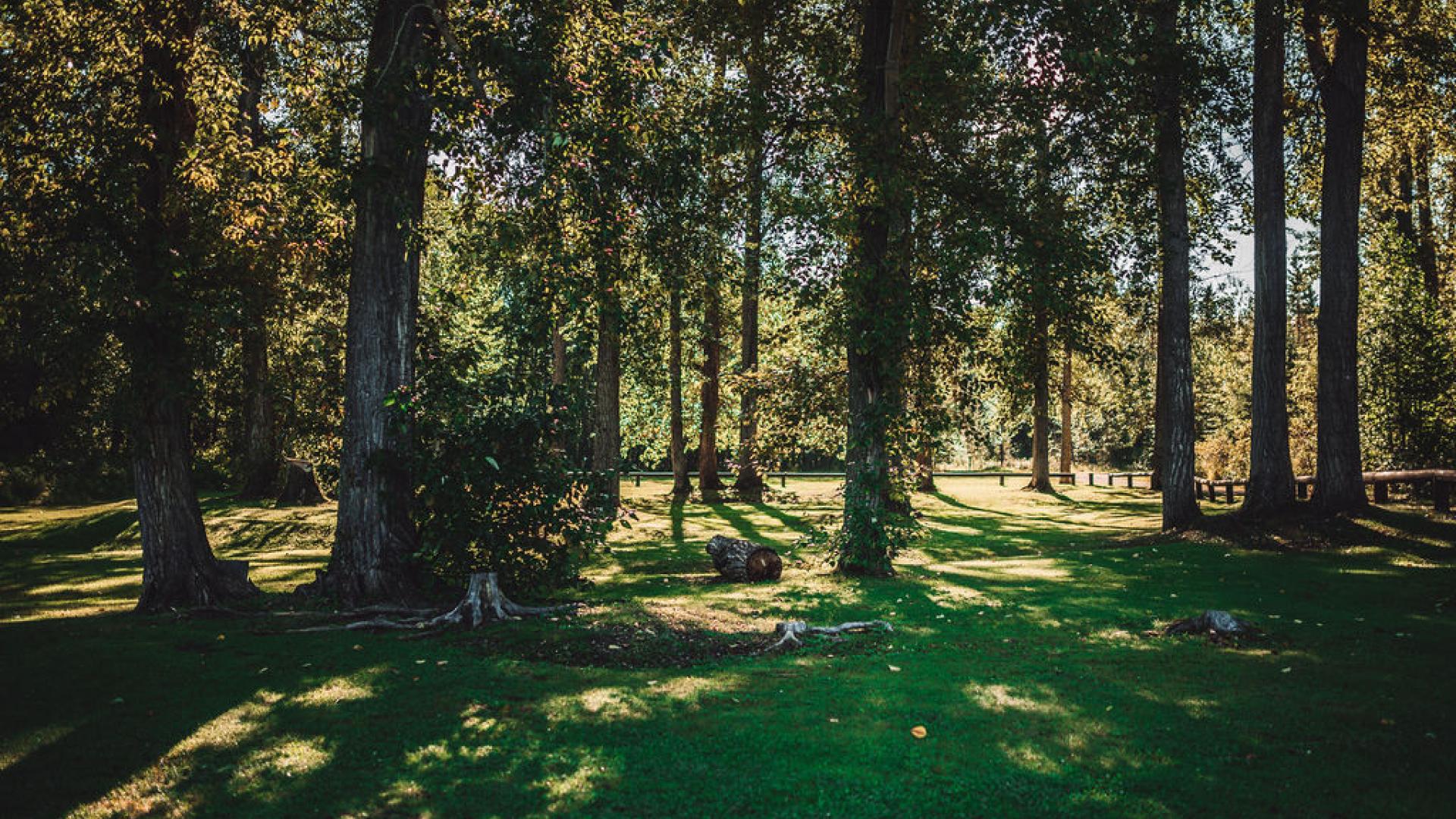 cottonwood trees in the sunshine