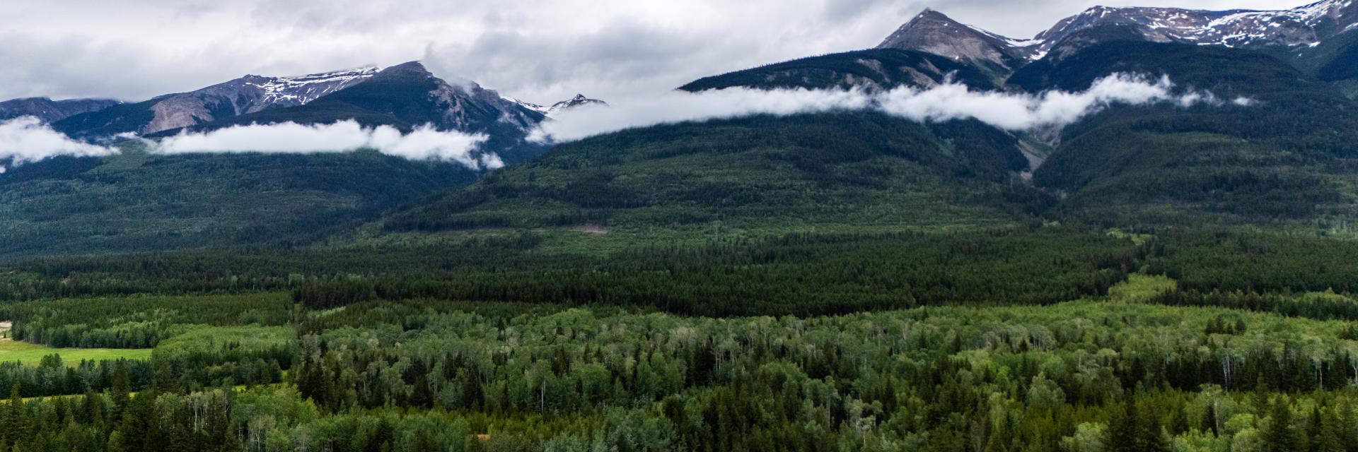 evergreen trees against dark blue mountains with white clouds at the peaks