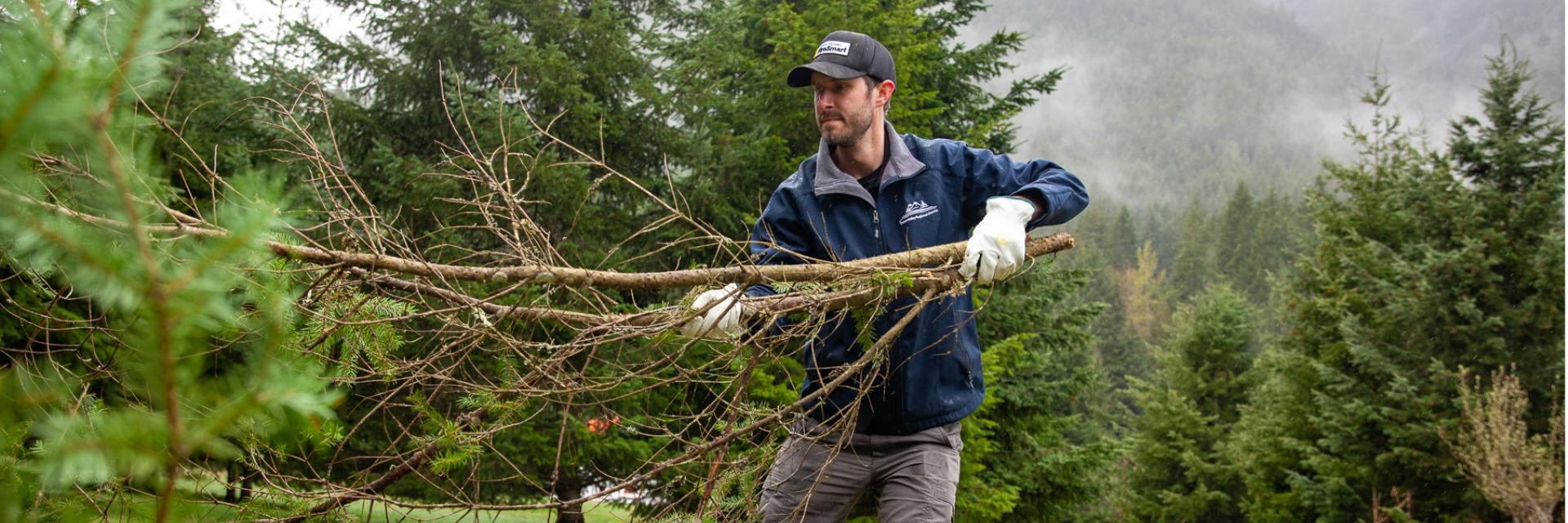 person holding tree branches