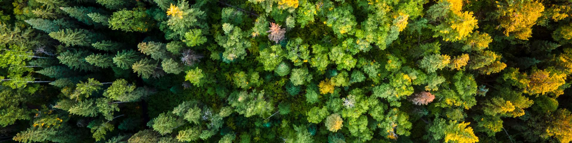 aerial view of trees