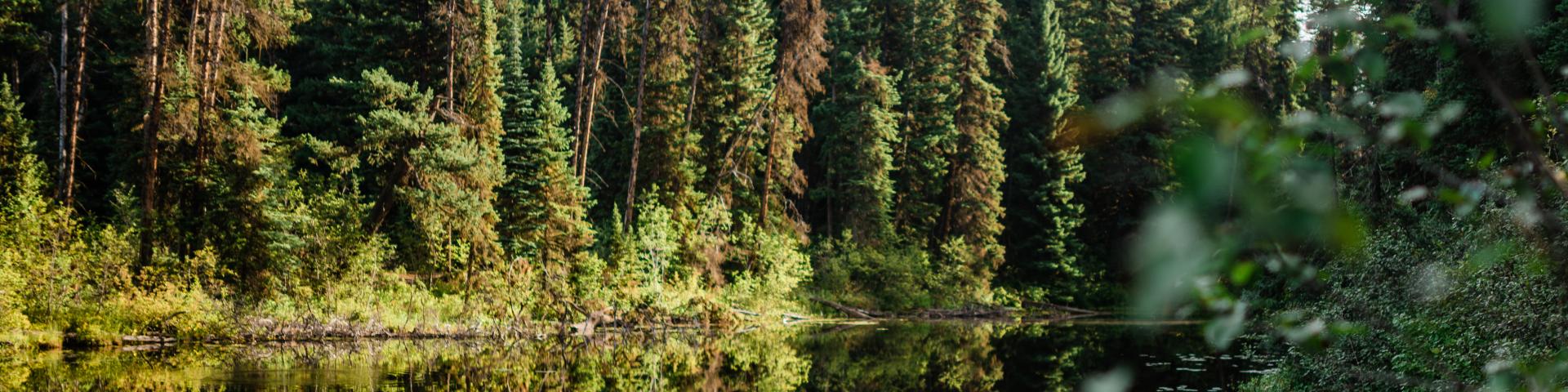 green trees along a lakeshore