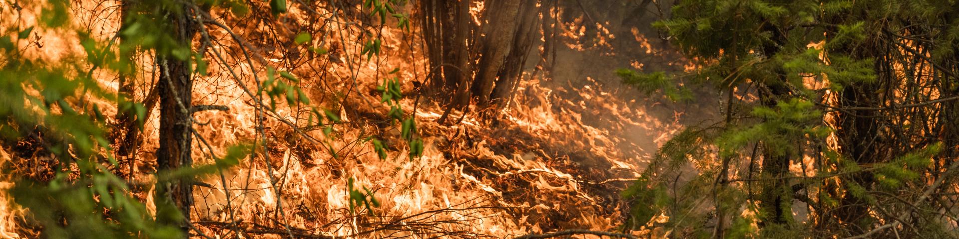evergreen trees on fire